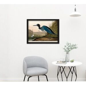 Artery8 - Audubon Birds America Blue Crane - 18x24 - Wall art print Artery8 - Audubon Birds America Blue Crane - 18x24 - Wall art print