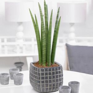 Gardeners Dream Sansevieria Cyclindrica - Indoor Plant, Green, 30-40cm Gardeners Dream Sansevieria Cyclindrica - Indoor Plant, Green, 30-40cm