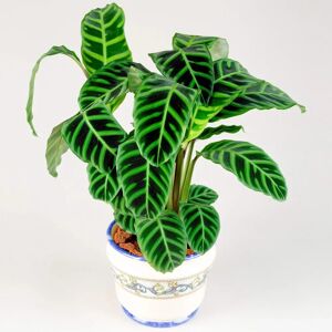 Gardeners Dream Calathea Zebrina - Plant Gardeners Dream Calathea Zebrina - Plant