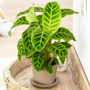 Gardeners Dream Calathea Zebrina - Plant Gardeners Dream Calathea Zebrina - Plant