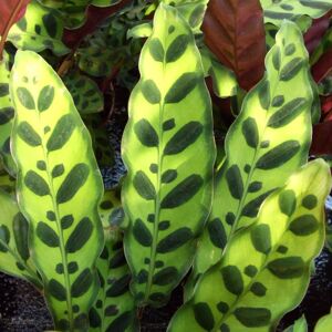 Gardeners Dream Calathea Rattlesnake Plant - Indoor Plant Gift 40-50cm Gardeners Dream Calathea Rattlesnake Plant - Indoor Plant Gift 40-50cm