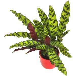 Gardeners Dream Calathea Insignis - Pot 14cm - Plante - Publicité Gardeners Dream Calathea Insignis - Pot 14cm - Plante - Publicité