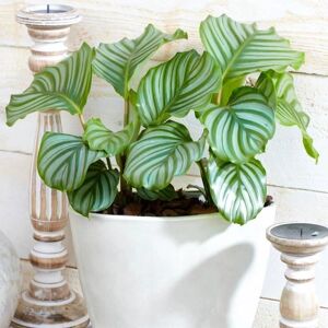 Gardeners Dream Calathea Orbifolia - plant Gardeners Dream Calathea Orbifolia - plant