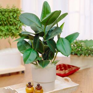 Gardeners Dream Ficus Robusta - Gardeners Dream Plant Gardeners Dream Ficus Robusta - Gardeners Dream Plant