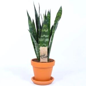 Gardeners Dream - Sansevieria Black Coral - Plant Gardeners Dream - Sansevieria Black Coral - Plant