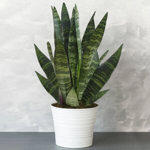 Gardeners Dream Sansevieria Black Coral - Plant Gardeners Dream Sansevieria Black Coral - Plant