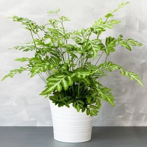 Gardeners Dream Pteris Evergemiensis - Fern - 12cm Pot Gardeners Dream Pteris Evergemiensis - Fern - 12cm Pot