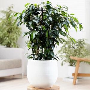 Gardeners Dream Ficus benjamina Danielle - Plant Gardeners Dream Ficus benjamina Danielle - Plant