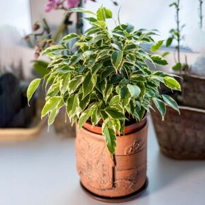 Gardeners Dream - Ficus benjamina Starlight - 12cm - Plant Gardeners Dream - Ficus benjamina Starlight - 12cm - Plant