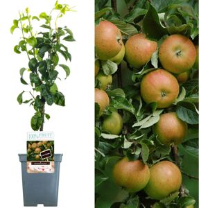 Cox - Patio Fruit Tree Collection - 2-3 ft - Fruit trees Cox - Patio Fruit Tree Collection - 2-3 ft - Fruit trees