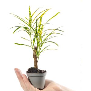 Gardeners Dream - Joseph's Coat - variegated - houseplant Gardeners Dream - Joseph's Coat - variegated - houseplant