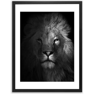 Brookpace - Lascelles Lion Brookpace - Lascelles Lion