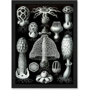 Artery8 Nature - Ernst Haeckel Fungus - black - Wall Art Artery8 Nature - Ernst Haeckel Fungus - black - Wall Art