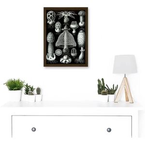 Artery8 Nature - Ernst Haeckel Fungus Mushroom Toadstool Botanical - brown - A4 - Wall Art Print Artery8 Nature - Ernst Haeckel Fungus Mushroom Toadstool Botanical - brown - A4 - Wall Art Print
