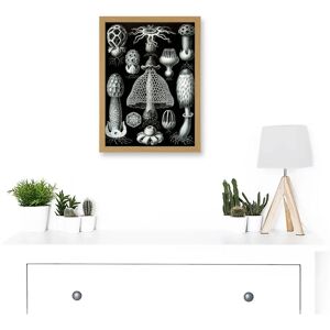 Artery8 Nature - Ernst Haeckel Fungus A4 Framed Print Artery8 Nature - Ernst Haeckel Fungus A4 Framed Print