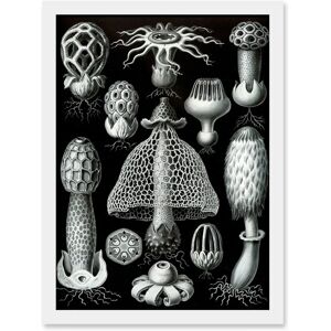 Artery8 Nature - Ernst Haeckel Fungus - A4 - Framed - Wall Art Print Artery8 Nature - Ernst Haeckel Fungus - A4 - Framed - Wall Art Print