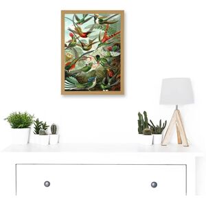 Artery8 Ernst Haeckel Nature Art - Hummingbird - A4 - Artwork Artery8 Ernst Haeckel Nature Art - Hummingbird - A4 - Artwork