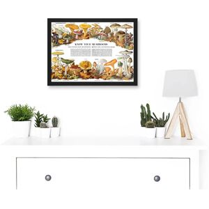Artery8 - Know Your Mushroom Identifier Chart - A4 - Wall Art Artery8 - Know Your Mushroom Identifier Chart - A4 - Wall Art