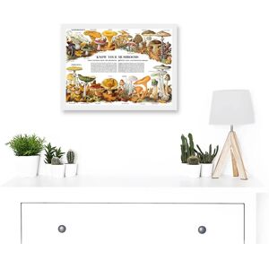 Artery8 - Know Your Mushroom Identifier Chart - A4 - Print Artery8 - Know Your Mushroom Identifier Chart - A4 - Print