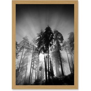 Artery8 - Trees Light Fog Moonlit Forest - A4 - Art Print Artery8 - Trees Light Fog Moonlit Forest - A4 - Art Print