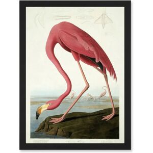Artery8 - Painting Nature Audubon American Flamingo A4 - Artwork Artery8 - Painting Nature Audubon American Flamingo A4 - Artwork
