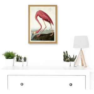Artery8 - Audubon American Flamingo - A4 - Framed - Wall Art Print Artery8 - Audubon American Flamingo - A4 - Framed - Wall Art Print