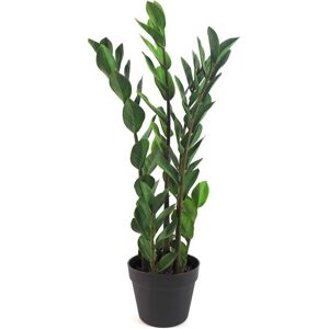 Leaf Design UK Zanzibar Green Gem 75cm Indoor Plant - Indoor Plant Leaf Design UK Zanzibar Green Gem 75cm Indoor Plant - Indoor Plant