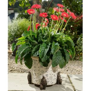 Jardinopia Ltd Emperor Penguin Plant Pot Feet - Bronze - Frost & UV Resistant Jardinopia Ltd Emperor Penguin Plant Pot Feet - Bronze - Frost & UV Resistant