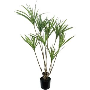 Leaf Design UK - Dragon Tree Dracaena 125cm - Plant Leaf Design UK - Dragon Tree Dracaena 125cm - Plant