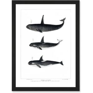 Artery8 - Orca Whales Ocean Life - Framed - A4 - Wall Art Artery8 - Orca Whales Ocean Life - Framed - A4 - Wall Art