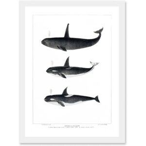 Artery8 - Orca Killer Whales Art - A4 - Framed Wall Art Print Artery8 - Orca Killer Whales Art - A4 - Framed Wall Art Print