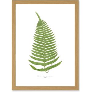Artery8 Fern Polypodium Catharinae - A4 - Light Oak - Wall Art Print Artery8 Fern Polypodium Catharinae - A4 - Light Oak - Wall Art Print