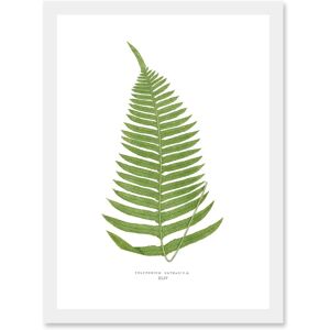 Artery8 Fern Polypodium Catharinae - A4 - Art Print Artery8 Fern Polypodium Catharinae - A4 - Art Print