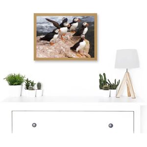 Artery8 - Animal North Atlantic Puffins - Framed - A4 - Wall Art Print Artery8 - Animal North Atlantic Puffins - Framed - A4 - Wall Art Print