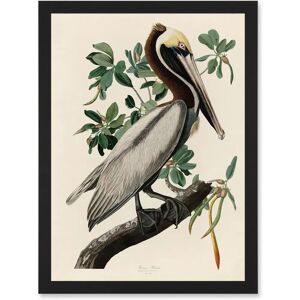 Artery8 - Audubon Brown Pelican - A4 - Framed - Wall art print Artery8 - Audubon Brown Pelican - A4 - Framed - Wall art print