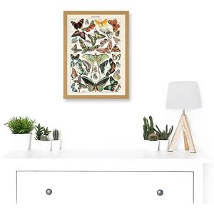Artery8 - Millot Encyclopedia - Vintage Butterflies Moths Artery8 - Millot Encyclopedia - Vintage Butterflies Moths