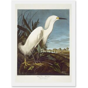 Artery8 - Bird Audubon Snowy Heron - Framed - A4 - Wall Art Artery8 - Bird Audubon Snowy Heron - Framed - A4 - Wall Art