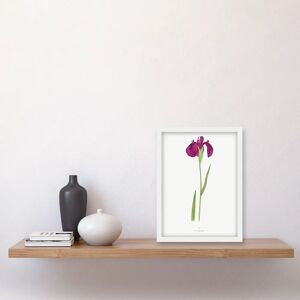 Artery8 - Water Iris Illustration - Wall Art Artery8 - Water Iris Illustration - Wall Art