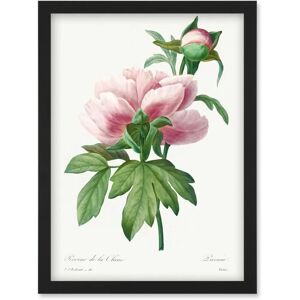 Artery8 - Vintage Pink Peony - Framed - Wall Art Print Artery8 - Vintage Pink Peony - Framed - Wall Art Print
