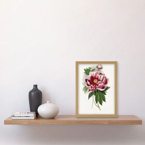 Artery8 - Vintage Peony Bloom - A4 - Wall Art Print Artery8 - Vintage Peony Bloom - A4 - Wall Art Print