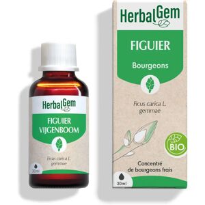 HerbalGem Figuier Bio - Extrait de bourgeons frais - 30 ml - Complément alimentaire HerbalGem Figuier Bio - Extrait de bourgeons frais - 30 ml - Complément alimentaire