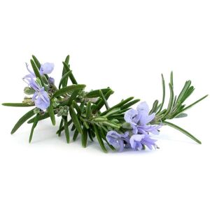 Benamôr Alecrim Purifying Hand Cream with Organic Rosemary - Hand Cream Benamôr Alecrim Purifying Hand Cream with Organic Rosemary - Hand Cream