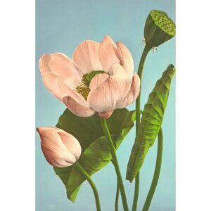 The Dybdahl Co. - Triple Lotus - Vit - 70x100 cm - Poster The Dybdahl Co. - Triple Lotus - Vit - 70x100 cm - Poster