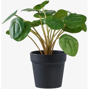 House Nordic Keinotekoinen Kasvi Pilea - Vihreä - 28cm - Keinotekoinen Kasvi House Nordic Keinotekoinen Kasvi Pilea - Vihreä - 28cm - Keinotekoinen Kasvi