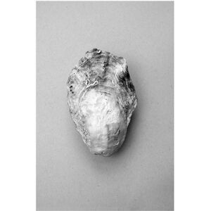 Malerifabrikken Oyster 1 - Grå - 30X40 - Plakat Malerifabrikken Oyster 1 - Grå - 30X40 - Plakat