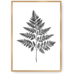 Dekoria Farn Grau - 40x50 cm Wandkunst - Botanische Dekoration Dekoria Farn Grau - 40x50 cm Wandkunst - Botanische Dekoration