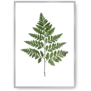 Dekoria Farn Grün 30x40 cm - Botanisches Wandbild Dekoria Farn Grün 30x40 cm - Botanisches Wandbild