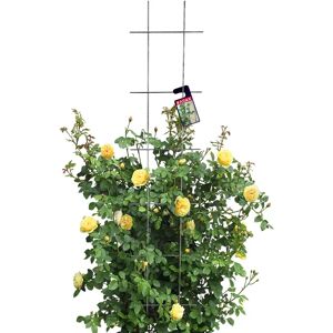 KADAX Garden Trellis - Supports Climbing Plants, 30x150 cm KADAX Garden Trellis - Supports Climbing Plants, 30x150 cm