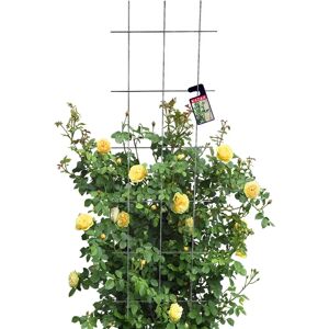 Kadax Garden Metal Trellis for Plants - 45x150 cm - Durable Steel Kadax Garden Metal Trellis for Plants - 45x150 cm - Durable Steel