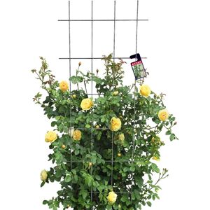 KADAX Garden Pergola Metal Support for Plants Roses Flowers Trellis - 60x150cm KADAX Garden Pergola Metal Support for Plants Roses Flowers Trellis - 60x150cm